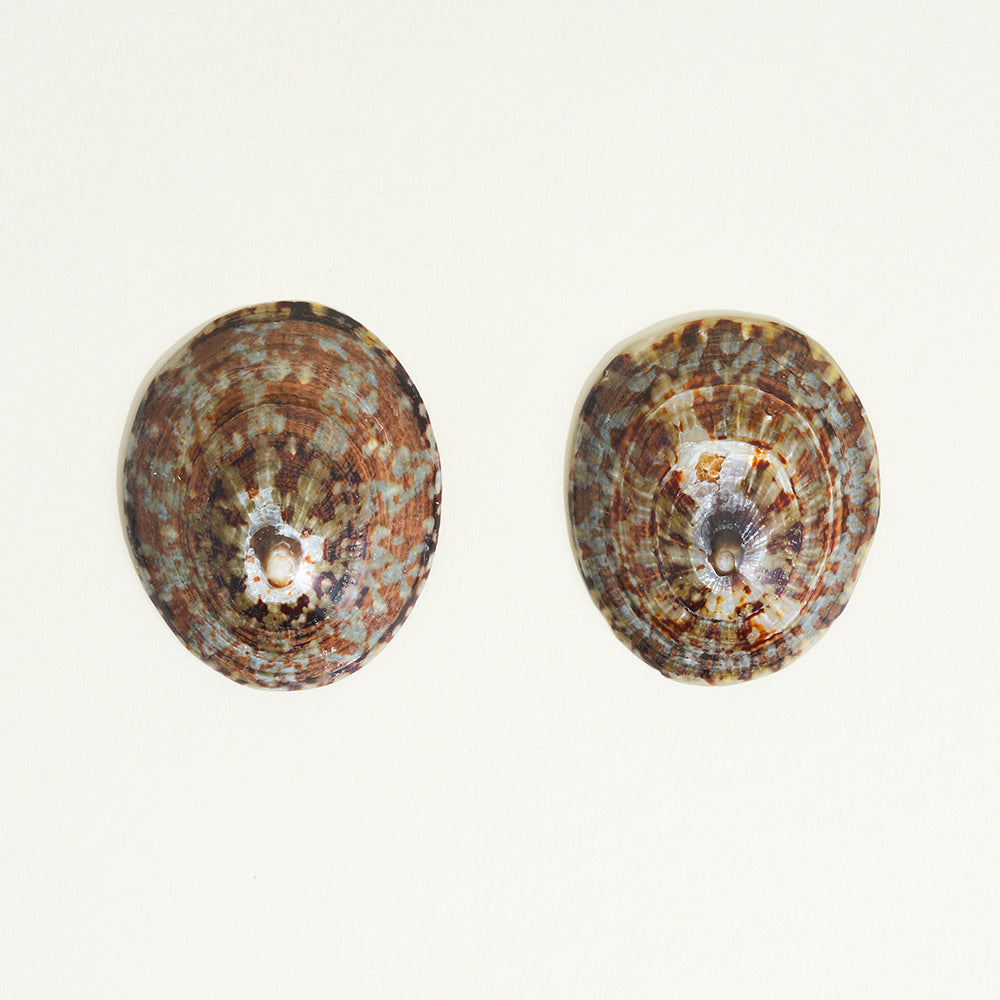 Pair of nursing shells