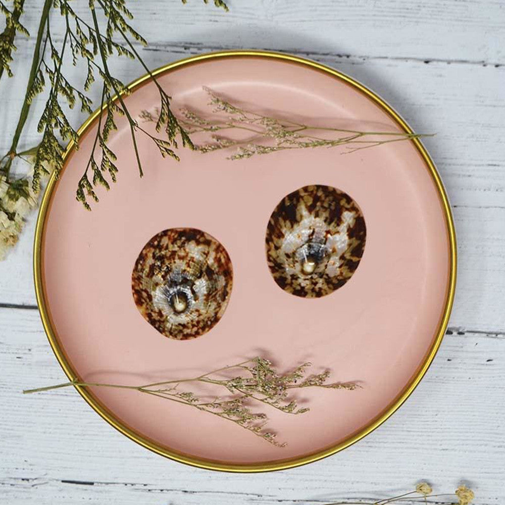 Pair of nursing shells - S