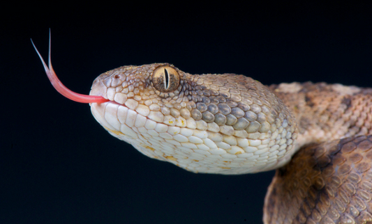 Comment faire un bon cunni ?