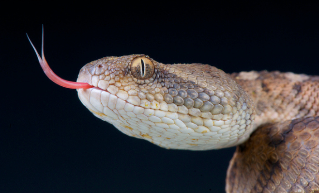 Comment faire un bon cunni ?