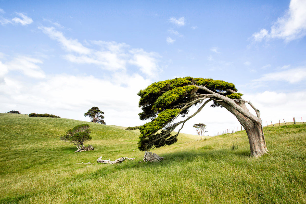 arbre incliné 