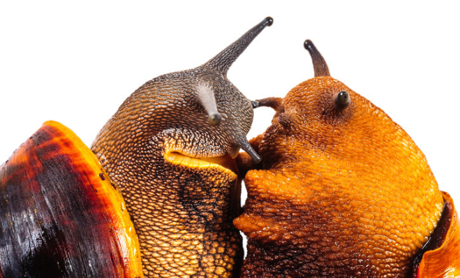 le-slow-sex